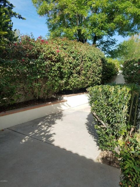 Back yard1