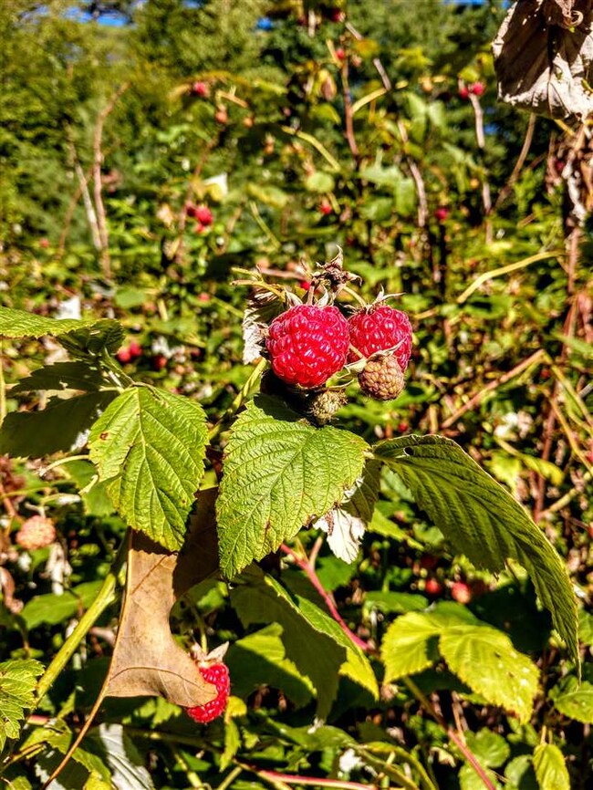 105 Clough Pond Rd, Canterbury, NH 03224 - photo 6