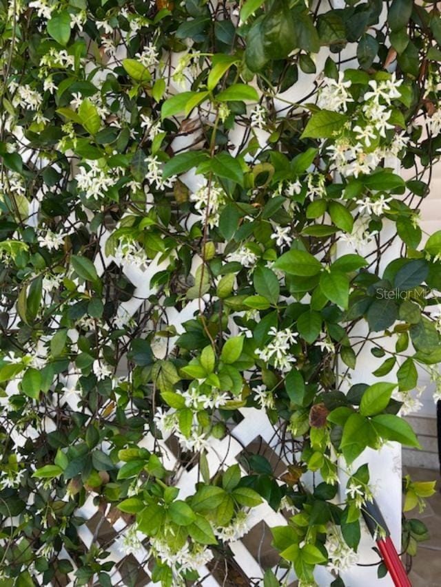 Jasmine at front door.