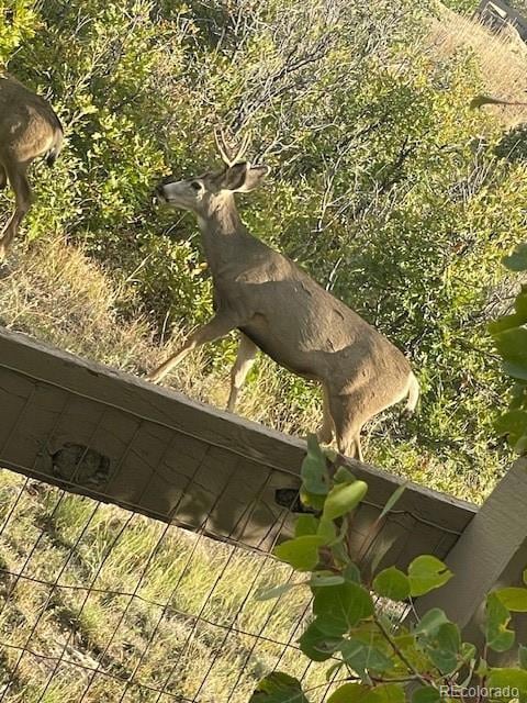 7186 Weaver Cir, Castle Rock, CO 80104 - photo 7