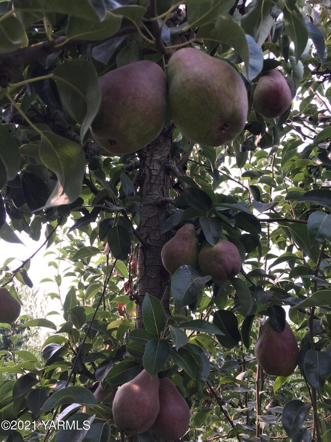 pears