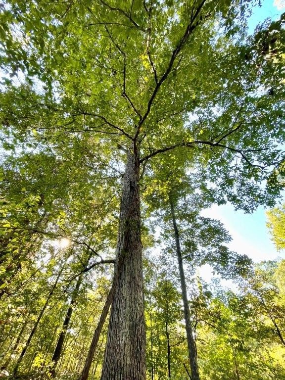 0 Highway 36 E unit 25704971, Jackson, GA 30233 - photo 2