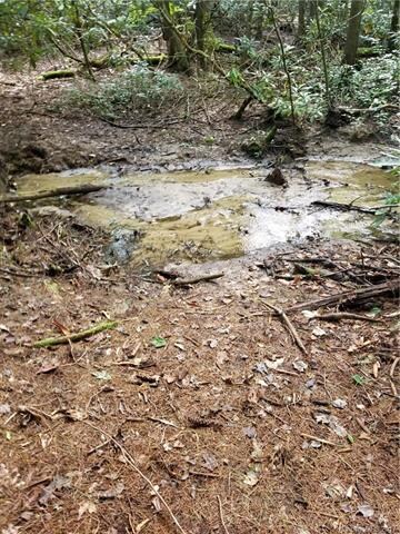 Sugar Creek has some small minnows in it, but no t