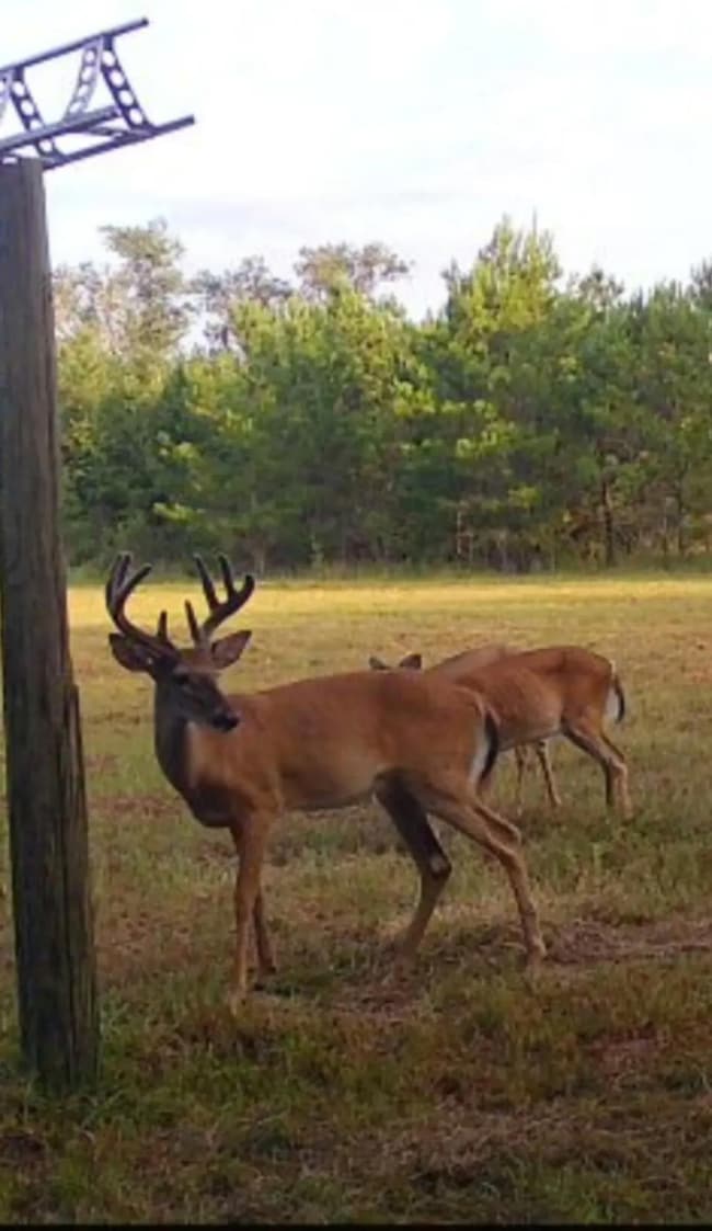 650 Flowers Rd, Madison, FL 32340 - photo 3