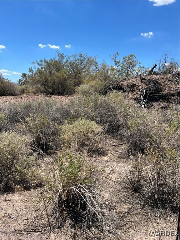 View of local wilderness