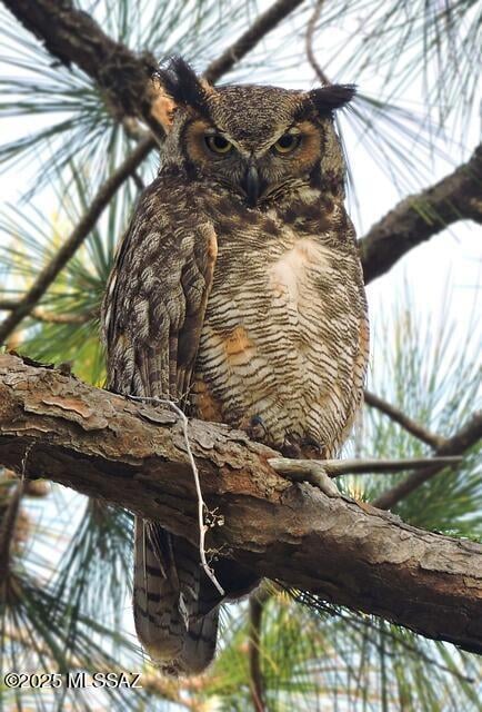 great-horned-owl-4758585_640