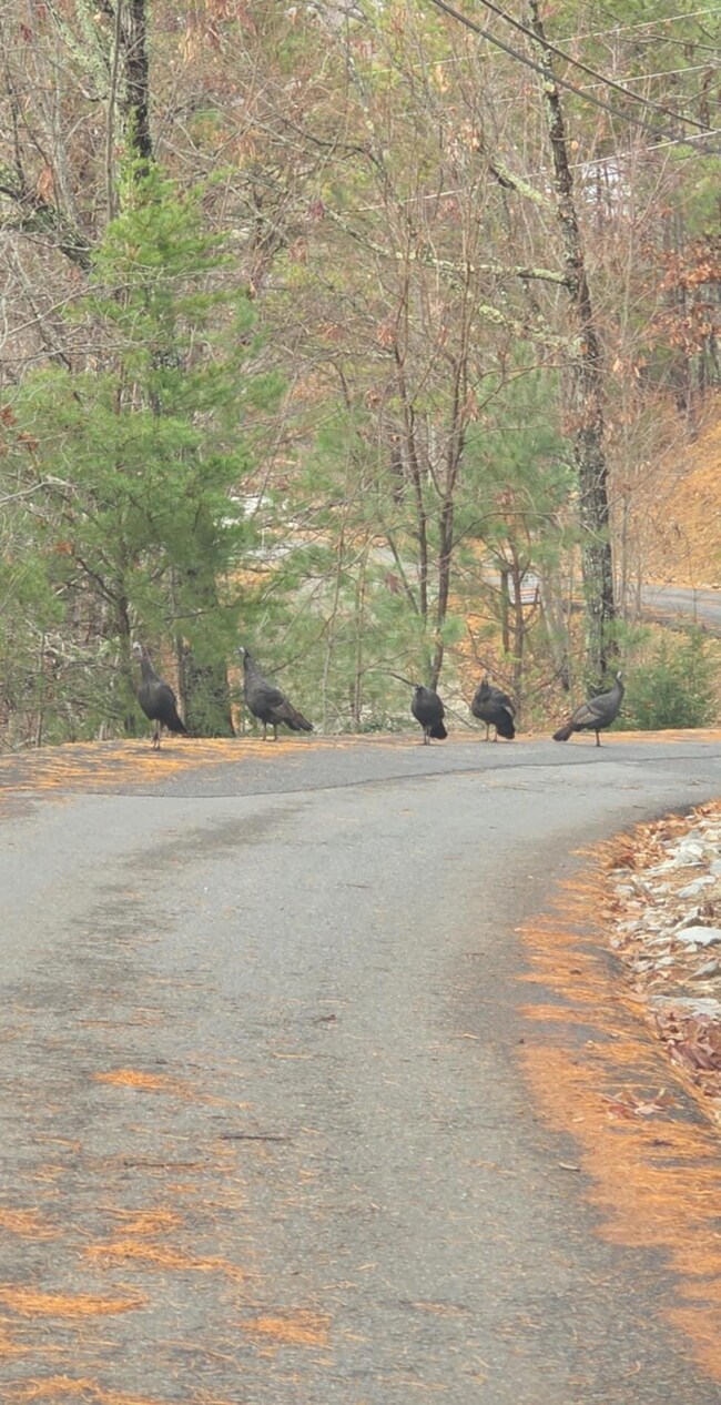 lot 4 Glenview Way, Sevierville, TN 37862 - photo 6