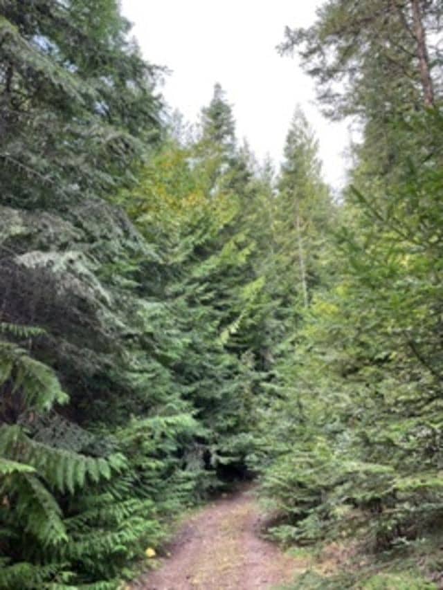 Nka. Leslie Creek Rd, Chewelah, WA 99109 - photo 2