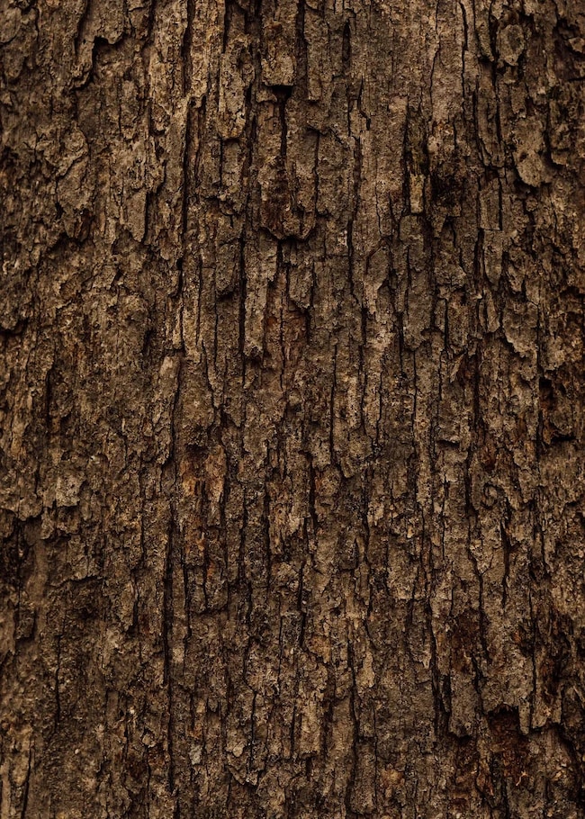 Black Jack Rd, Benton, MS 39039 - photo 4