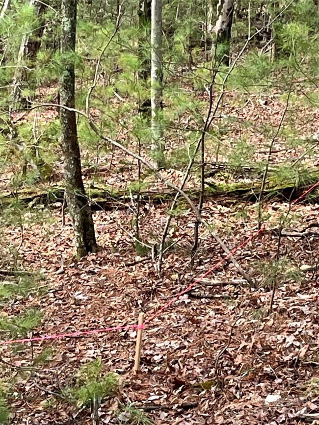 3 Houses allowed to be built on this 2.2 acre lot AND you can short term Rent!