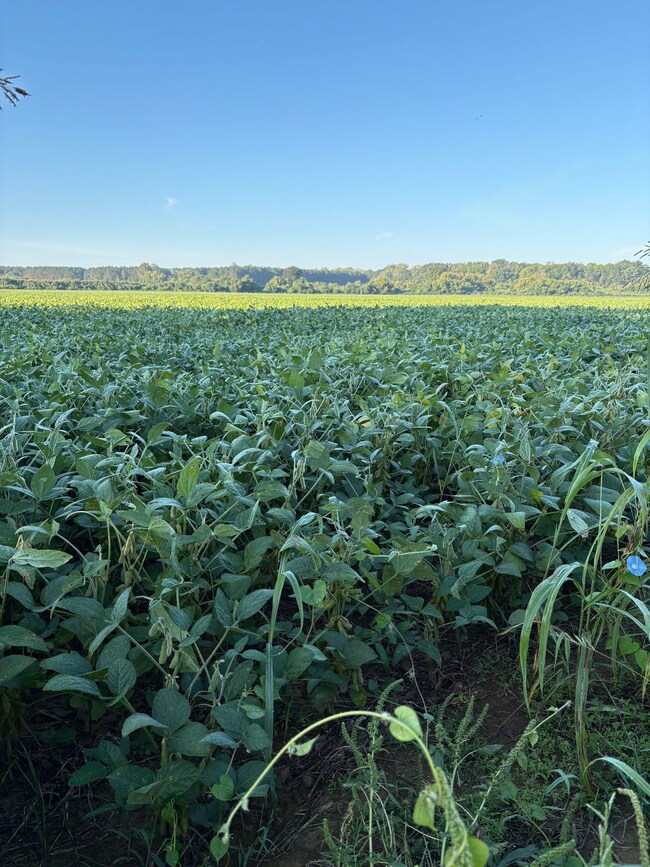 Brassfield Rd, Ecru, MS 38841 - photo 3