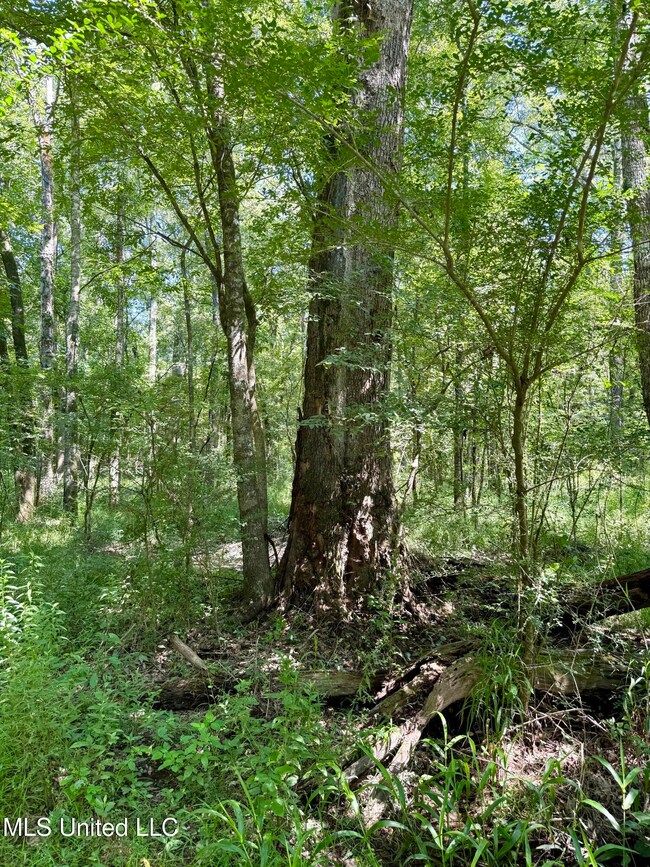 0 Broome Rd, Wesson, MS 39191 - photo 7