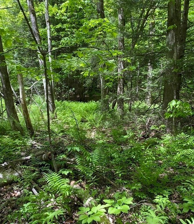 0 Bryant Rd L:16, Cummington, MA 01026 - photo 5