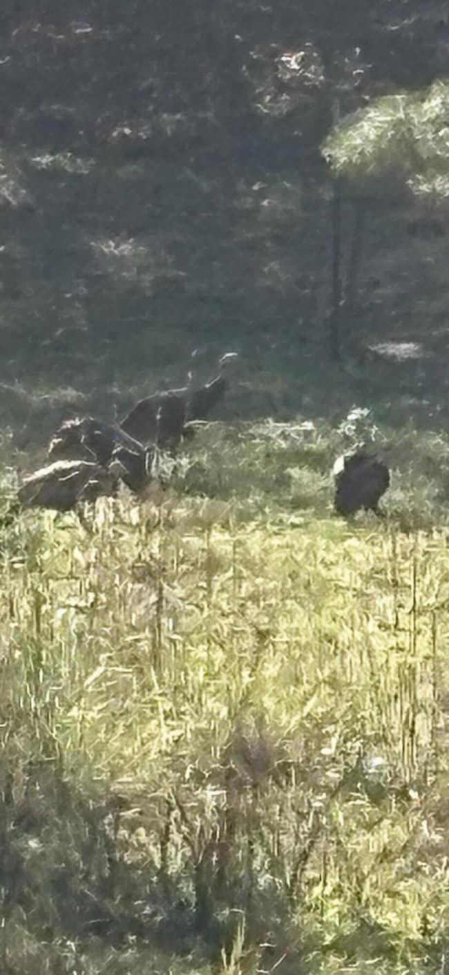 000 Briar Ridge Ln, Winona, MO 65588 - photo 5