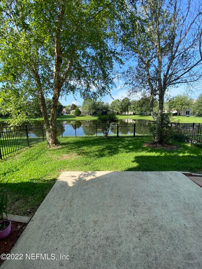 Shady Backyard