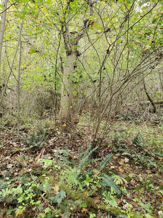 Woods 1
