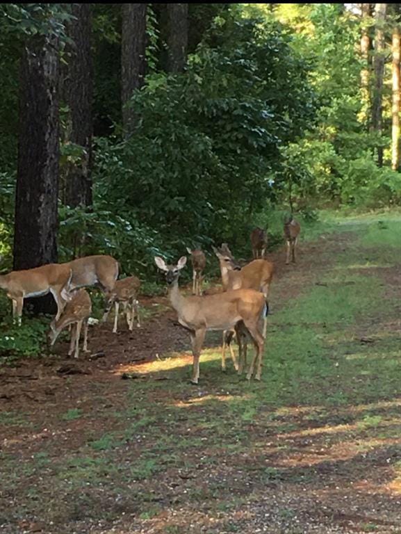 Deer at the property