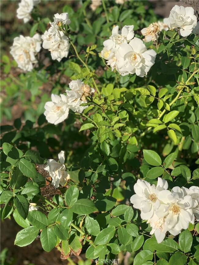 16639 Covello St, van Nuys, CA 91406 - photo 4