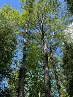 Lt1 U S Highway 51, Harshaw, WI 54529 - photo 3