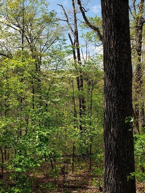 12 Otley Ln, Bella Vista, AR 72714 - photo 7