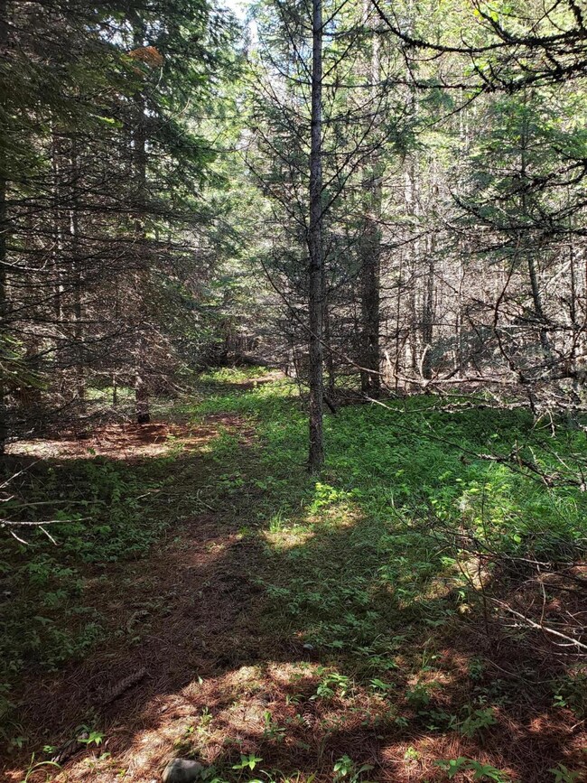 209 & 213 Sherman Ln, Bigfork, MT 59911 - photo 7