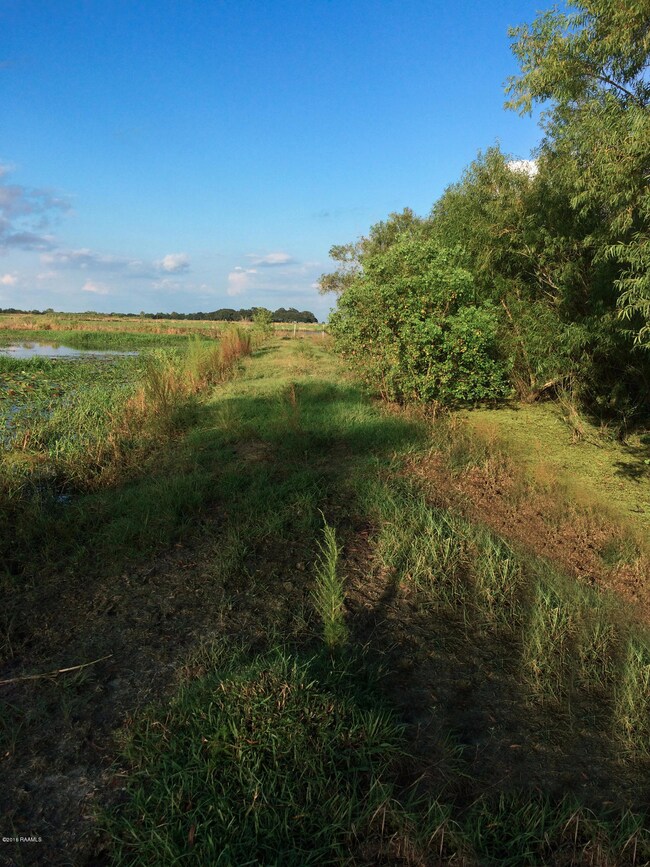 Levee