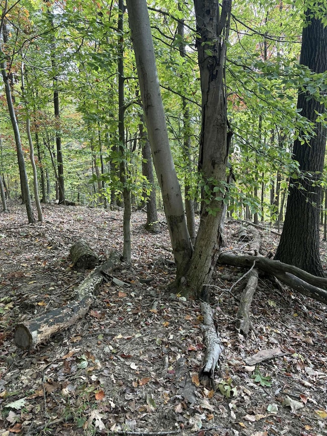 Pine Grove Ch Spur Rd, Vanceburg, KY 41179 - photo 3