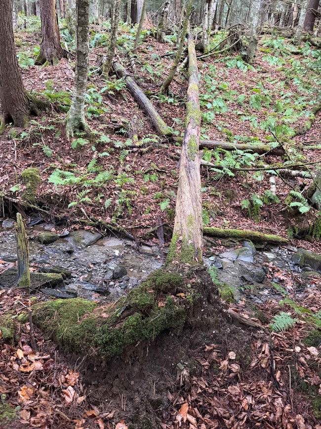 334 N Cambridge Rd, Cambridge, VT 05444 - photo 4