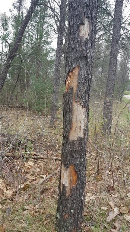 5.56 AC 37th St E, Clearfield, WI 53950 - photo 6