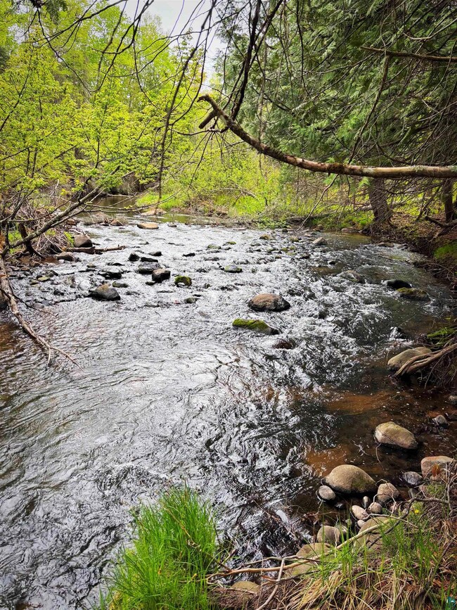 Water view with a forest