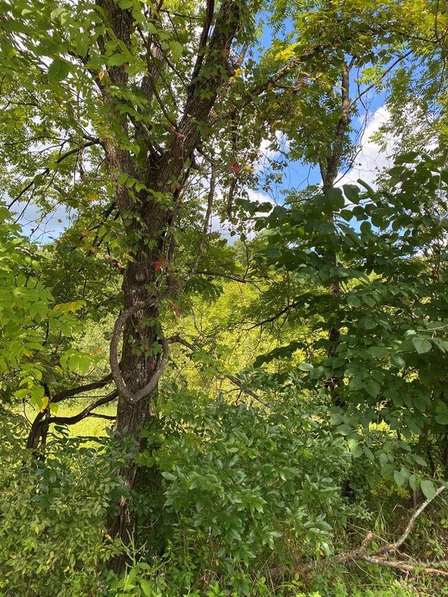 00 Center Point Acres, Walling, TN 38587 - photo 3