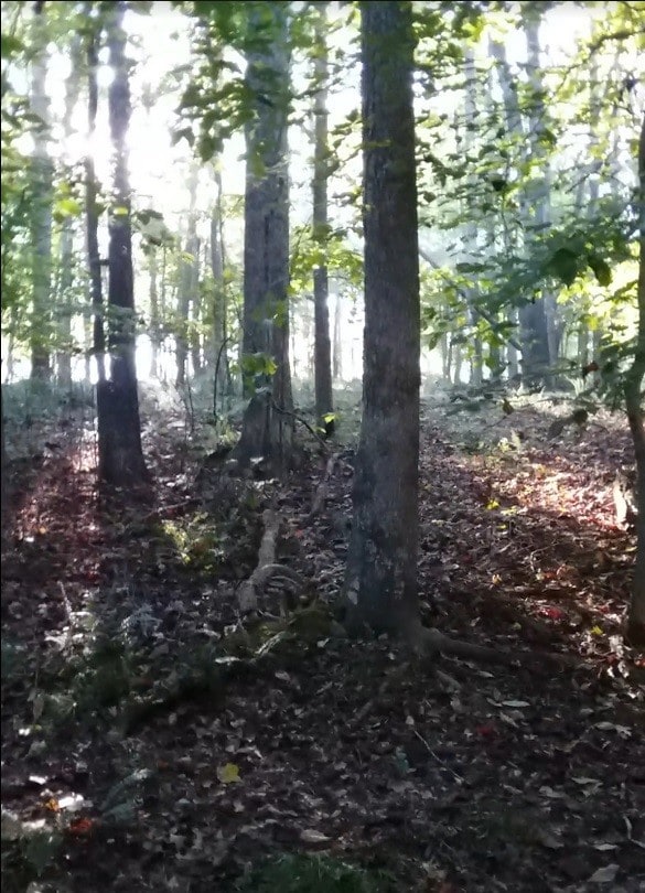 2812 Union Hill Rd, Joelton, TN 37080 - photo 6