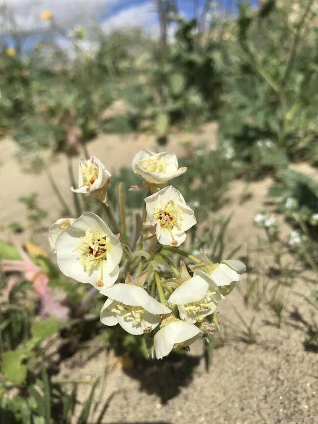3314 San Rafael Rd unit 102, Borrego Springs, CA 92004 - photo 5