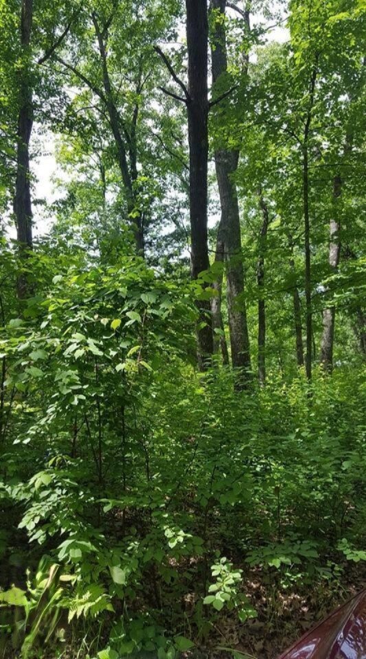 0 7th Ave, Merrill Township, MI 49309 - photo 2