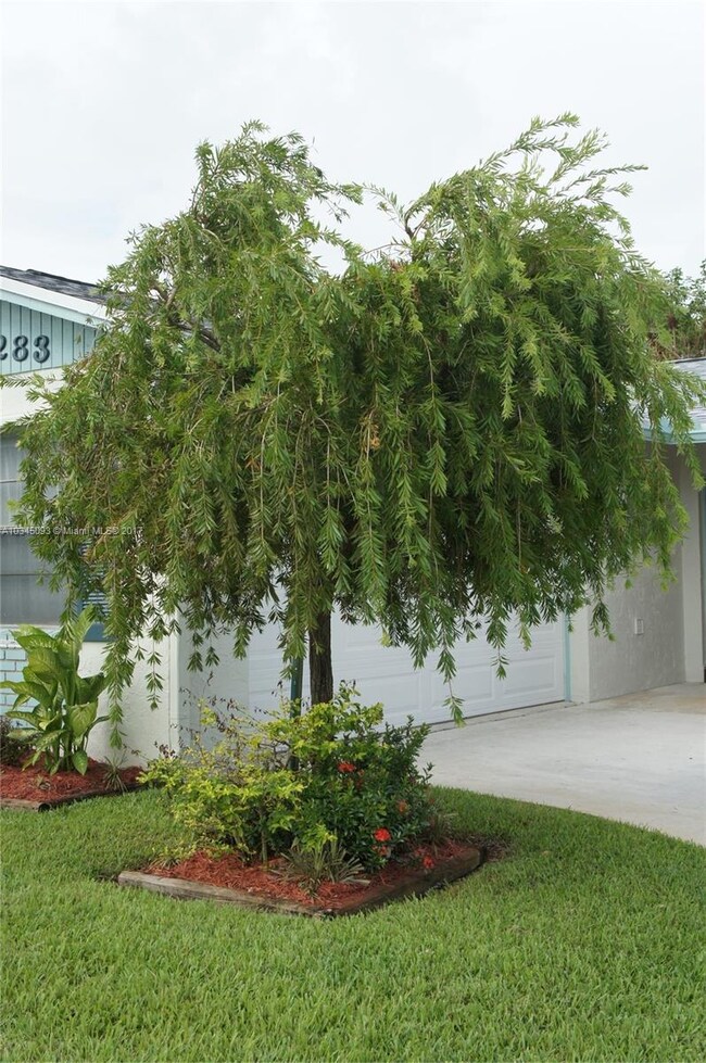 Gorgeous Weeping Bottle Brush Tree blooms vibrant 
