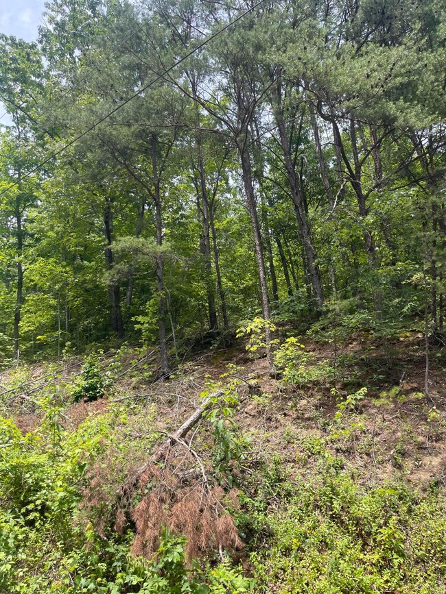 1553 Allen Rd, Booneville, KY 41314 - photo 4