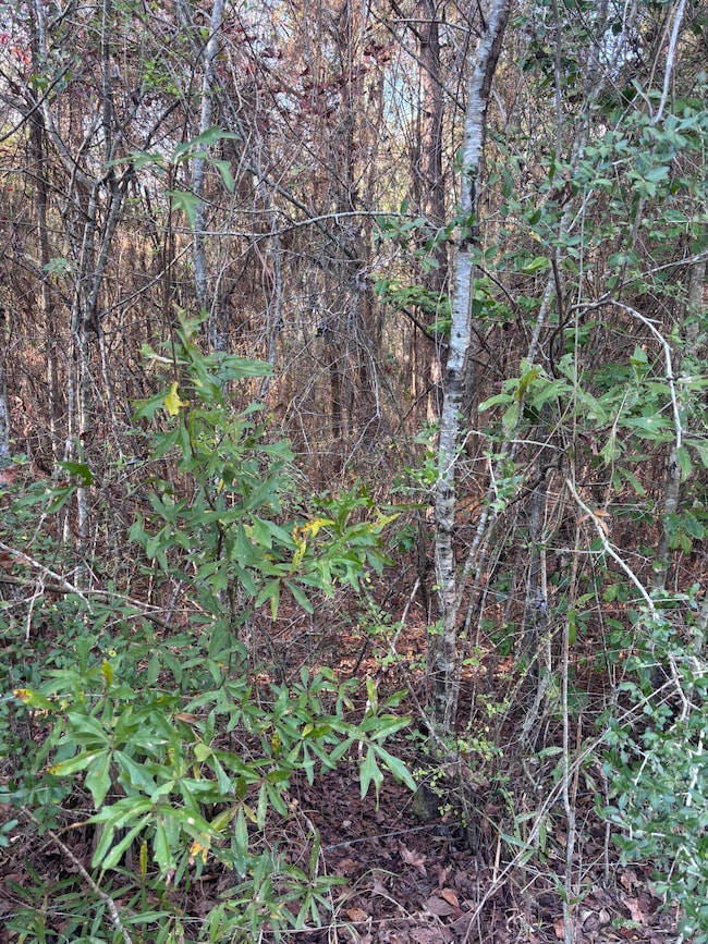 00 Williams Cutoff, Sumrall, MS 39482 - photo 3