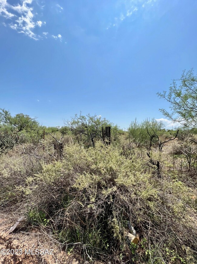 Dense Vegetation