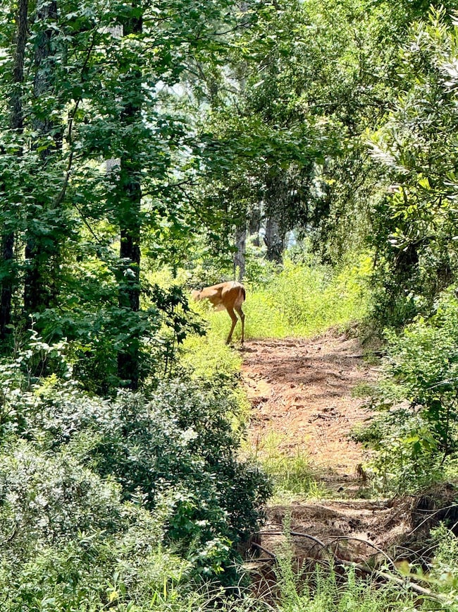 0 Slim Palmer Rd unit 93549026, Zavalla, TX 75949 - photo 6