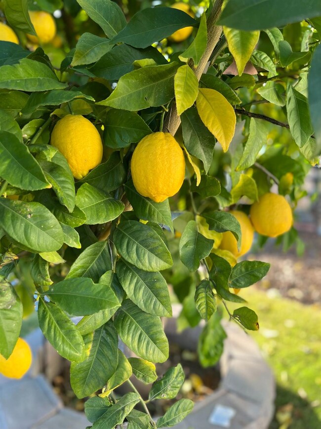 3119 N Apricot Ave, Fresno, CA 93727 - photo 3