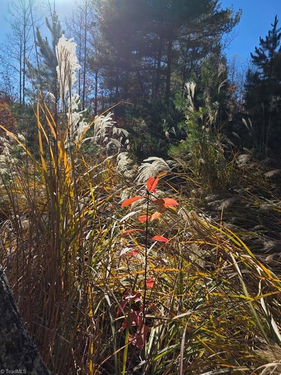 TBD Browntown Rd, Wilbar, NC 28651 - photo 7