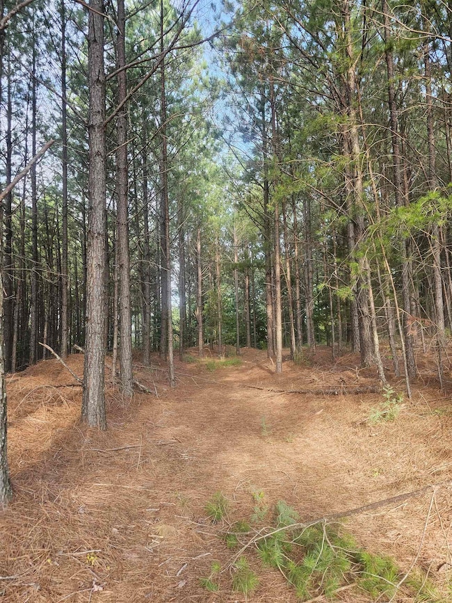 View of local wilderness