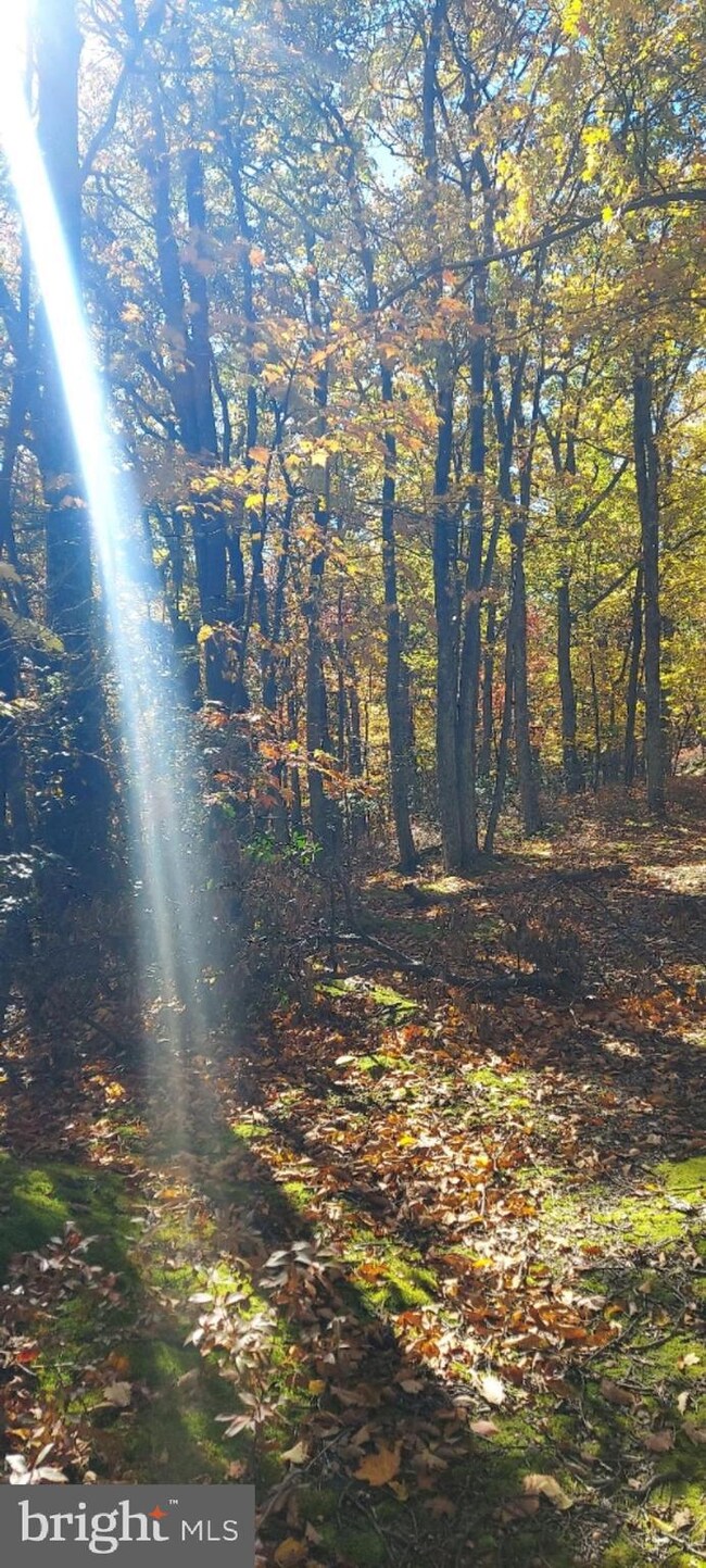 Lot 8A Little Mountain, Cabins, WV 26855 - photo 4