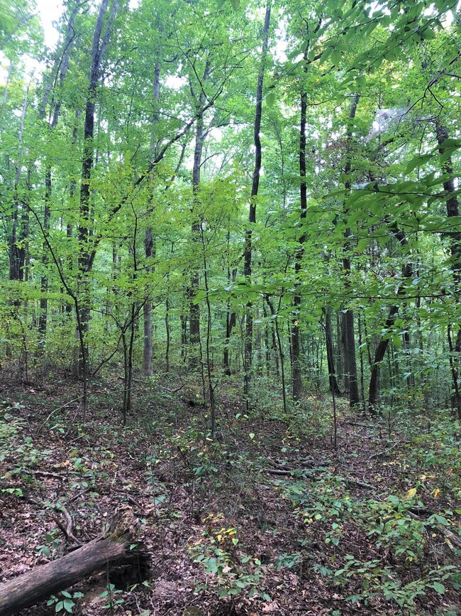 0 Salem Minor Hill Rd unit 1966616, Minor Hill, TN 38473 - photo 5