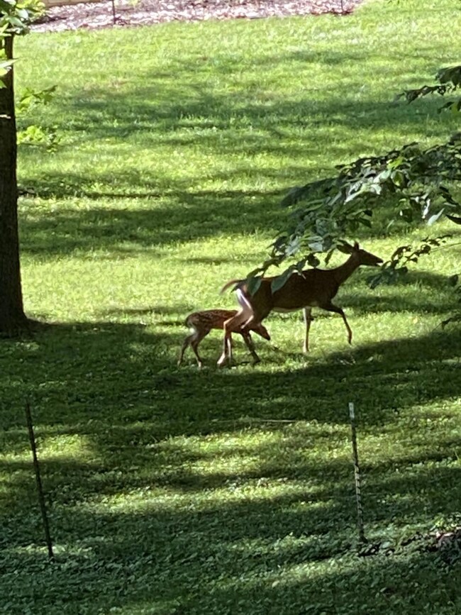 deer