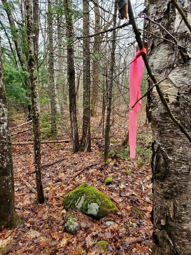 line taped
