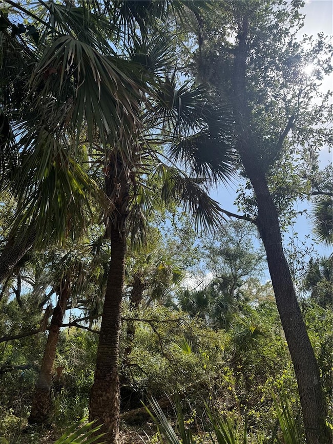 Mature Trees