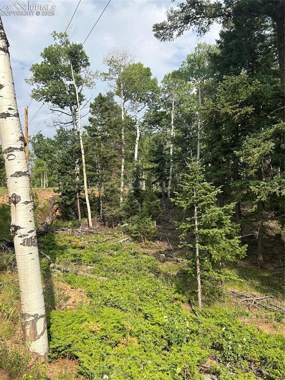 View of local wilderness
