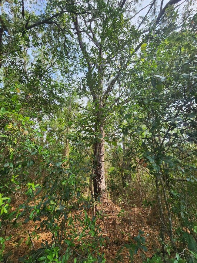 4428 N Forest Lake Dr, Hernando, FL 34442 - photo 3