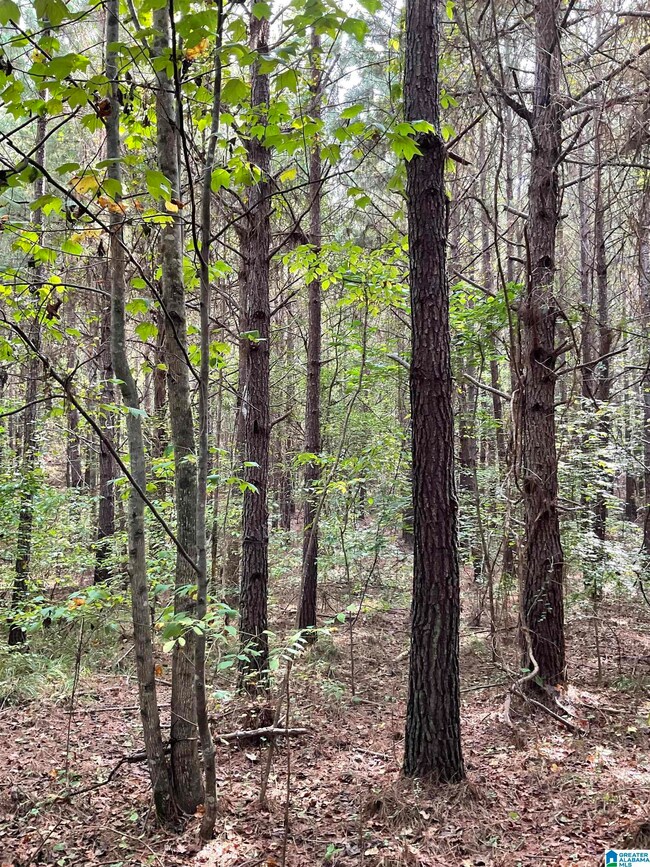 0 County Road 253 unit 10010200000008000, Clanton, AL 35046 - photo 6